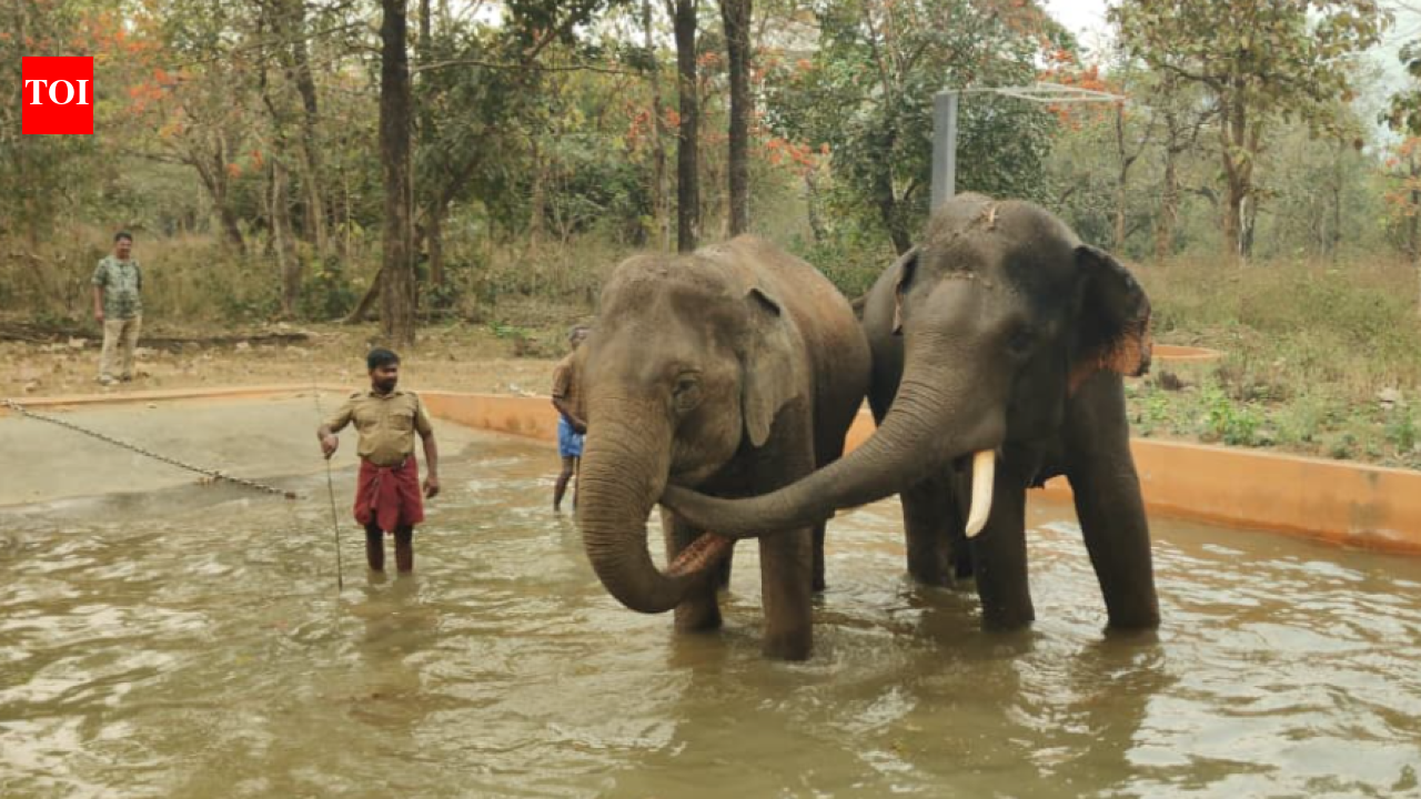 Newly opened Chadivayal elephant camp gets two occupants