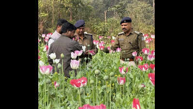 Poppy cultivation — another challenge for law enforcement authorities