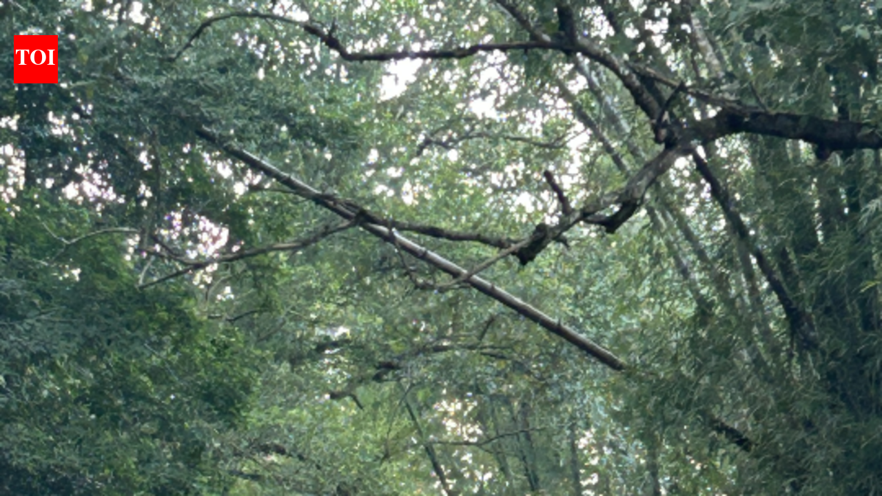 Tamil Nadu Forest Department Digitizes Boundary Maps for Enhanced Conservation and Land Dispute Resolution