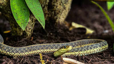 Stop growing THIS beautiful plant in your garden as it attracts snakes