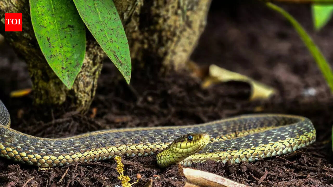 अपने बगीचे में इस खूबसूरत पौधे को उगाना बंद करें क्योंकि यह सांपों को आकर्षित करता है |