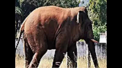 Wild elephant kills livestock, damages huts in Rohtas