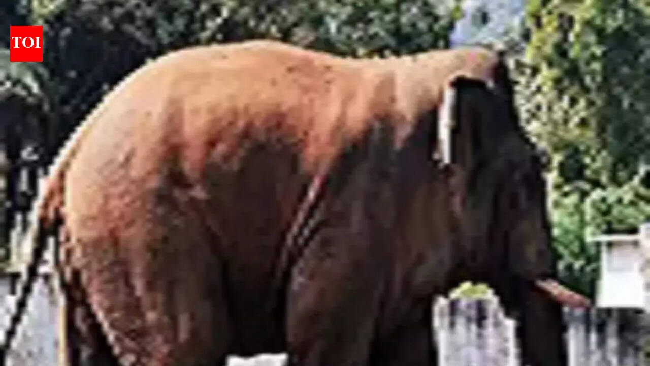 Wild elephant kills livestock, damages huts in Rohtas