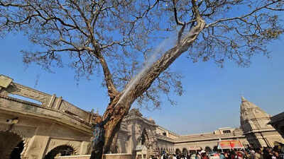 Process to conserve peepal tree on KVT campus commences
