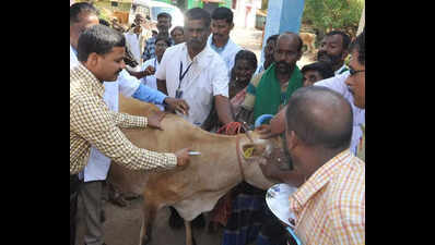 Shot in the App: NDLM portal flags “paper” livestock vaccinations