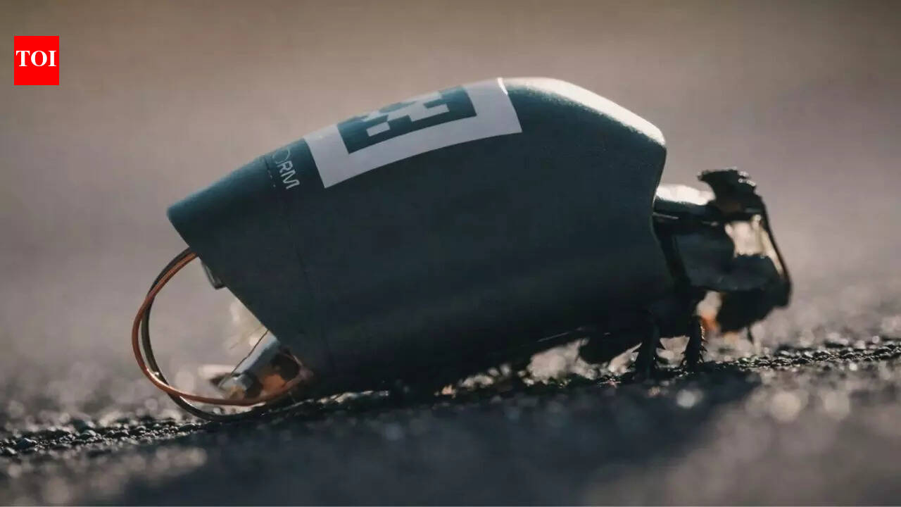 Insects made in labs to spy for Germany in a new warfare revolution