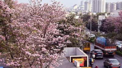 Bengaluru gets cherry blossom vibes as Pink Poui blooms across the city; best places to visit
