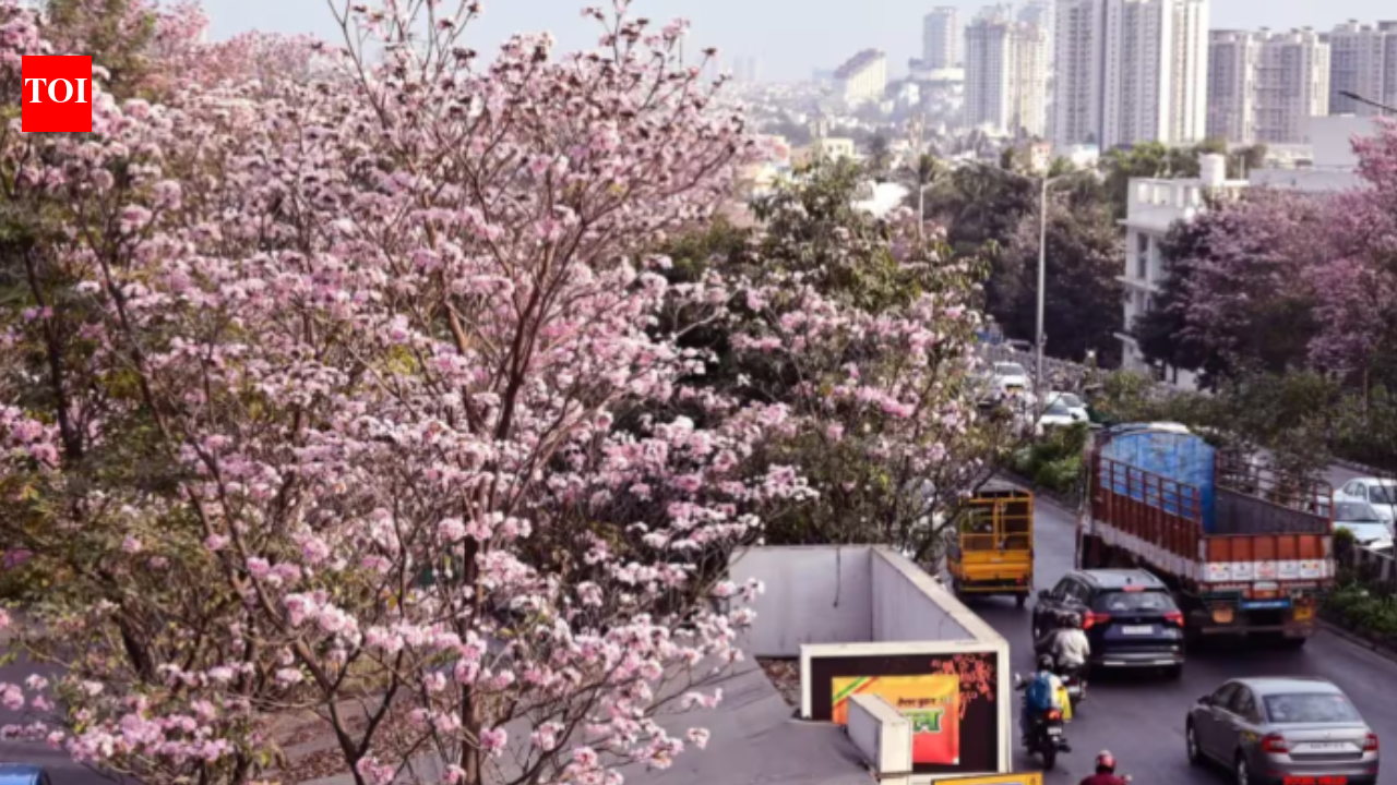 Bengaluru gets cherry blossom vibes as Pink Poui blooms across the city; best places to visit
