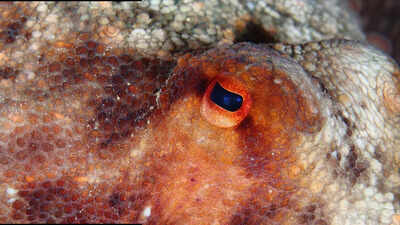 Which species is most likely to take over Earth after humans vanish