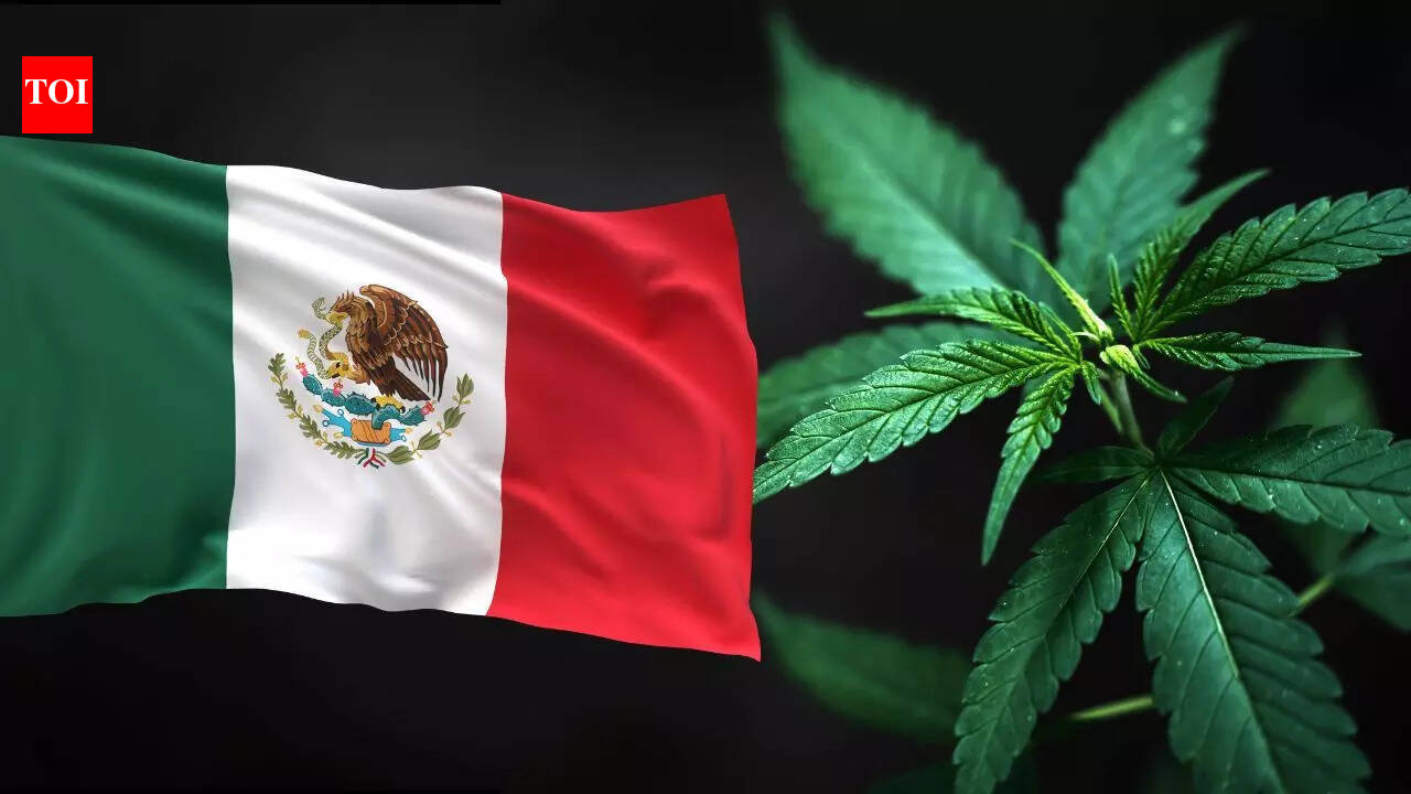 Why Mexico has become a major hub for the global drug trade