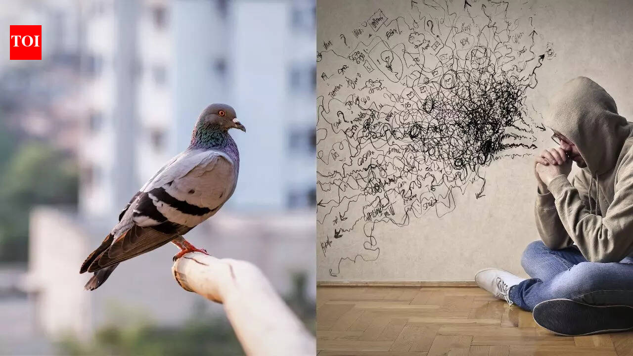 Why should you avoid keeping pigeons at home