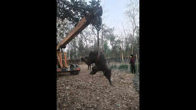 Elephant calf dies after falling into open well in Keonjhar