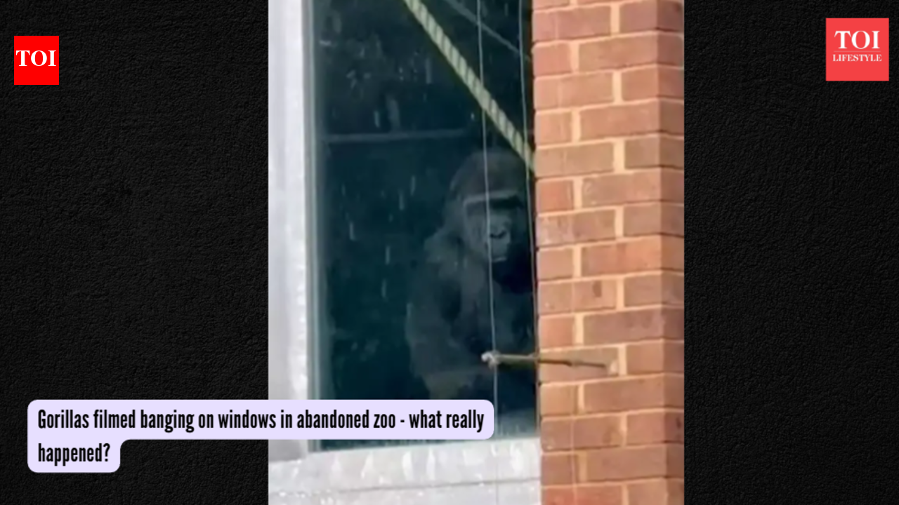 Gorillas filmed banging on windows in abandoned zoo - what really happened?