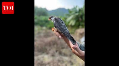 Tagged in Manipur, Ahu, Alang & Apapang flying in Africa