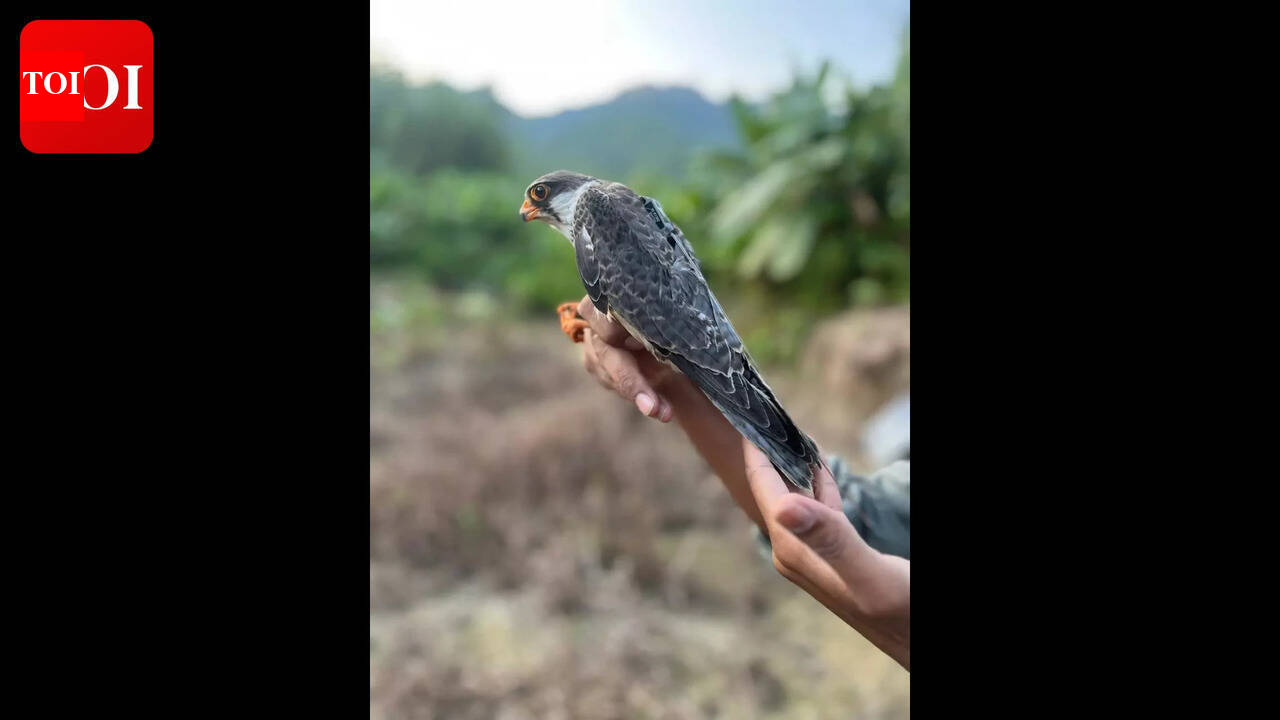 Tagged in Manipur, Ahu, Alang &amp; Apapang flying in Africa