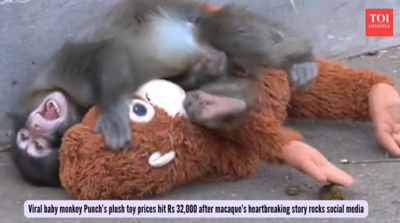 Viral baby monkey Punch’s plush toy prices hit Rs 32,000 after macaque’s heartbreaking story rocks social media