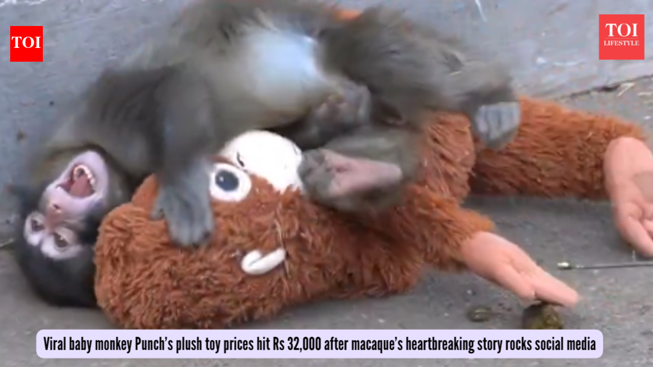 Viral baby monkey Punch’s plush toy prices hit Rs 32,000 after macaque’s heartbreaking story rocks social media
