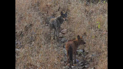 Indian grey wolf and Asiatic wild dog seen together