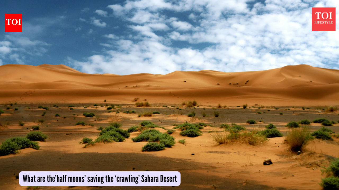 After China saved the Taklamakan Desert by planting trees, ‘half-moons’ save the ‘crawling’ Sahara in Africa!