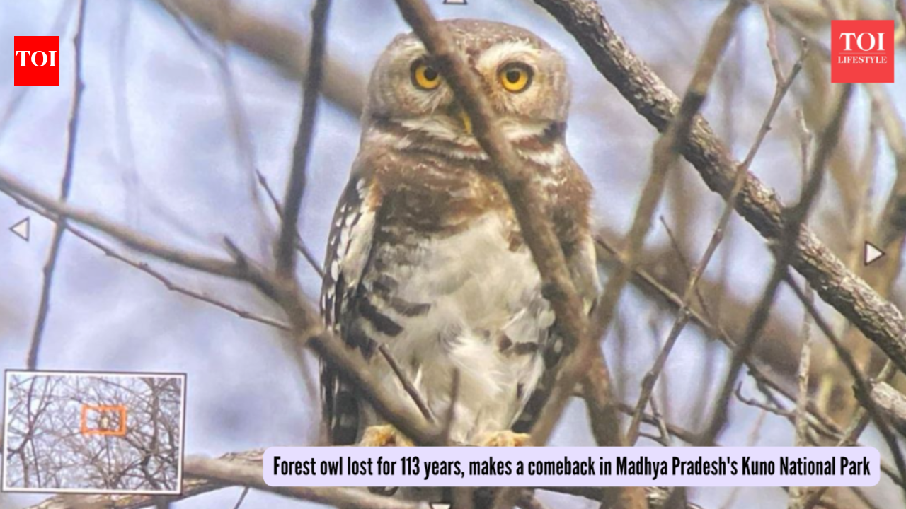 Forest owl lost for 113 years, makes a comeback in Madhya Pradesh's Kuno National Park