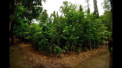 Vidarbha gets over Rs4cr for forest, nature conservation