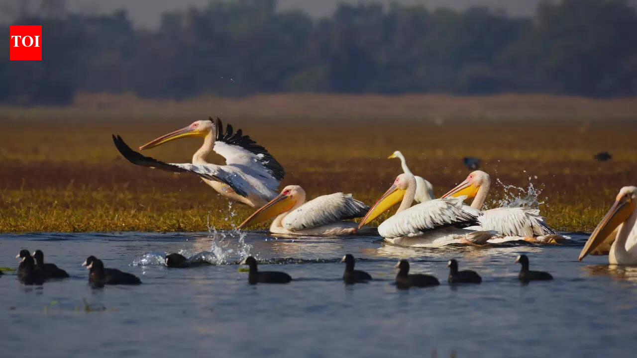5 wetlands in North India to visit before the winter migratory season ends