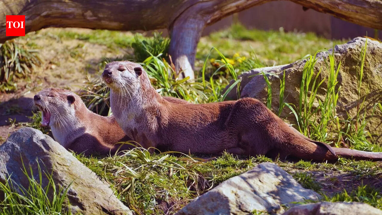 Delhi Zoo celebrates conservation success: Smooth-coated otter comeback after 20 years