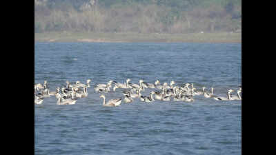 As temp rises, migratory birds start flying out of Chilika