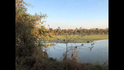 Red tape delays conservation of DPS Flamingo Lake amid algae bloom and late flamingo arrival