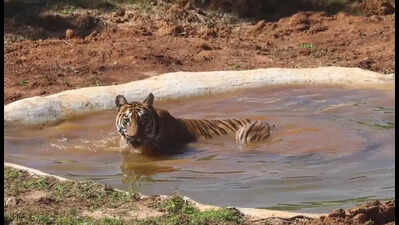 Madhya Pradesh keen to give tigers, Karnataka prolongs Odisha’s wait for kumki elephants