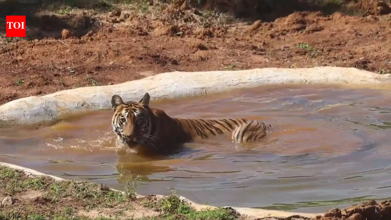 Madhya Pradesh keen to give tigers, Karnataka prolongs Odisha’s wait for kumki elephants