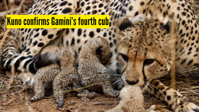 Kuno National Park confirms Gamini&rsquo;s fourth cub after intensive monitoring; marking another milestone for Project Cheetah