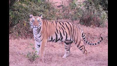 Tigresses Tara, Chanda & Hirkani boost STR tourism