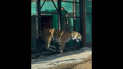 Second tigress from MP released in Mukundra