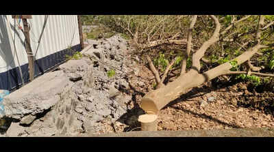 Miscreants chop four trees in Navi Mumbai, turn civic plot into illegal dump yard