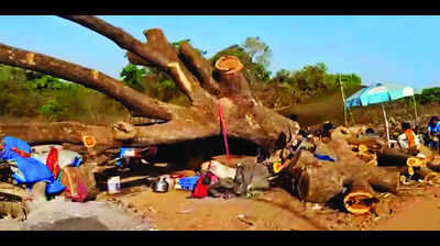 Greens fume over tree felling for road widening at Cacora