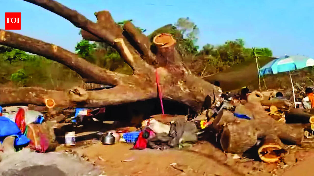 Greens fume over tree felling for road widening at Cacora