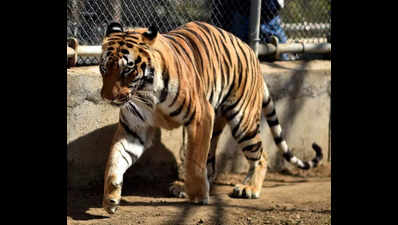 Tiger corridor on Nagpur-Katol highway to be completed by 2028