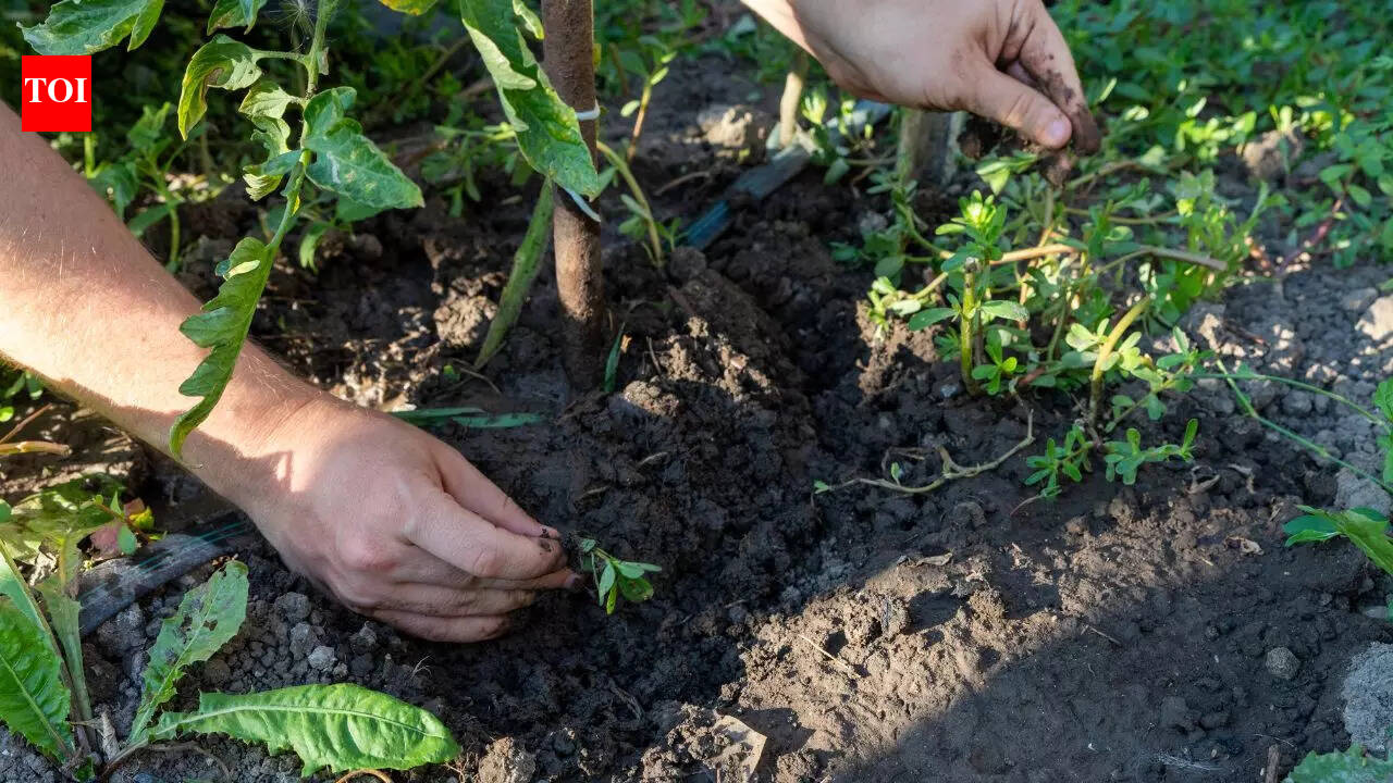 How to prevent weeds from invading your balcony garden