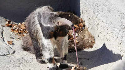 The mammal with the longest tongue on Earth has no teeth and eats 30,000 bugs daily