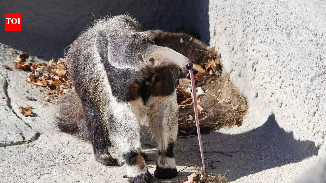 The mammal with the longest tongue on Earth has no teeth and eats 30,000 bugs daily