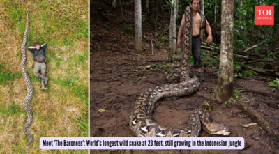 Meet 'The Baroness': World’s longest wild snake at 23 feet, still growing in the Indonesian jungle