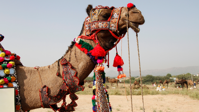  20 camels disqualified for Botox, fillers and cosmetic surgery at Oman’s camel beauty festival