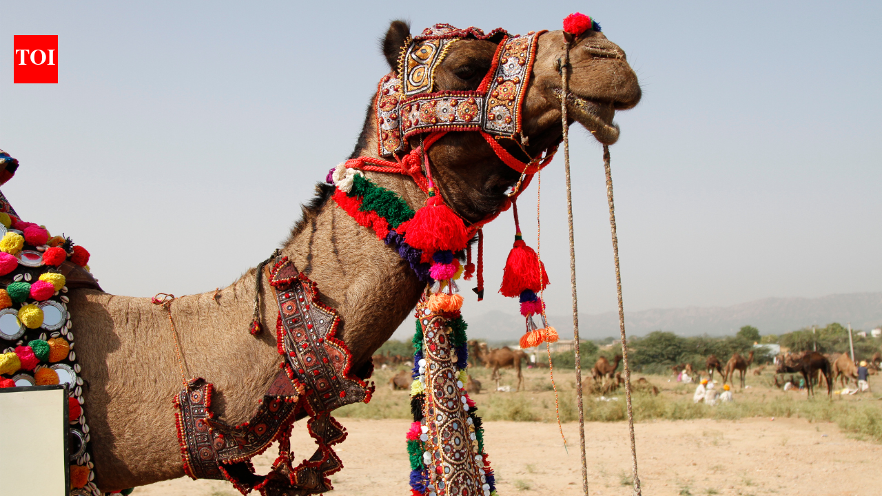 ‘Camel Kardashians’: 20 camels disqualified for Botox, fillers and cosmetic surgery at Oman’s camel beauty festival