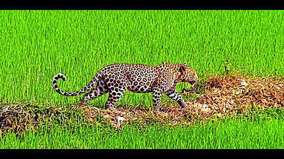 Leopard sighting sparks panic in several villages of Katihar