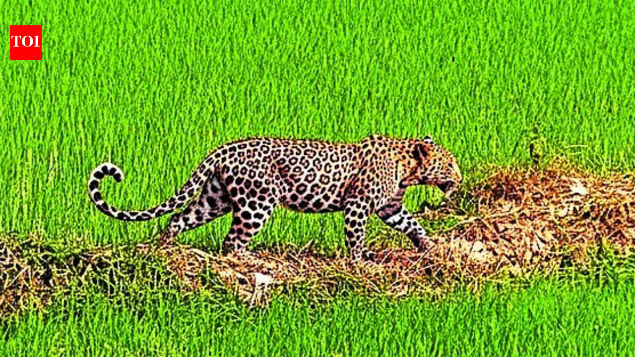 Leopard sighting sparks panic in several villages of Katihar