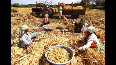 Farmers allege substandard jowar seeds trigger major losses in Pune