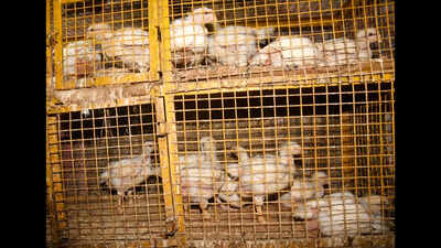 Bird flu outbreak leads to sharp fall in poultry sales ahead of Holi