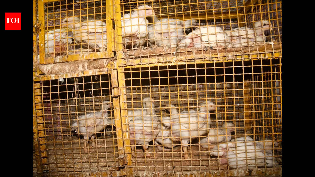 Bird flu outbreak leads to sharp fall in poultry sales ahead of Holi