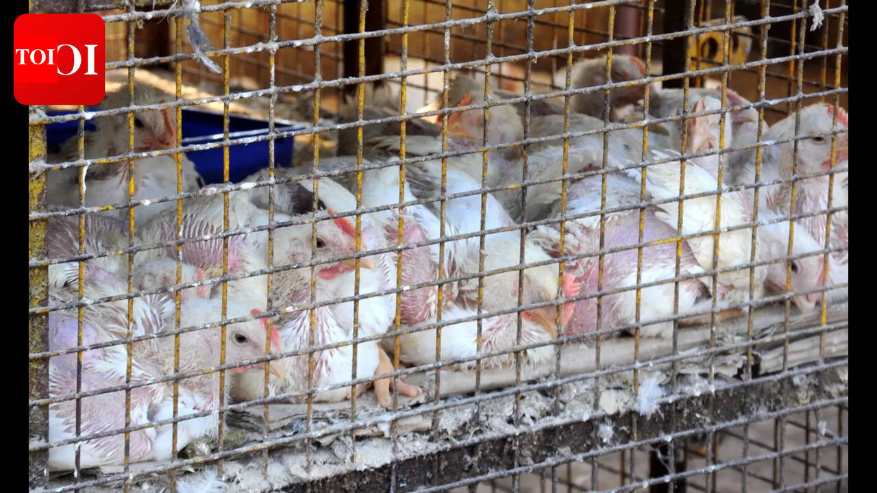 Bird flu outbreak leads to sharp fall in poultry sales ahead of Holi at Patna